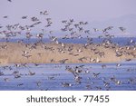 flying birds