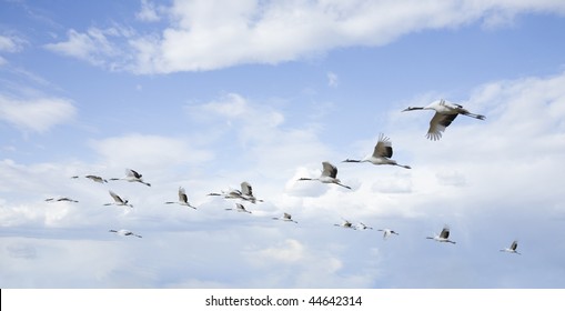 flying birds - Shutterstock ID 44642314