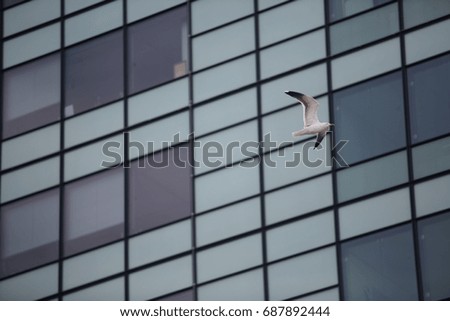 Similar – Foto Bild Möwe_Strand_Himmel