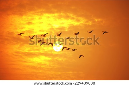 Flying birds against orange sunset.