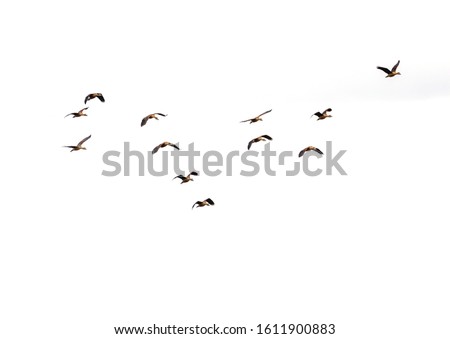 The flying birds and background.