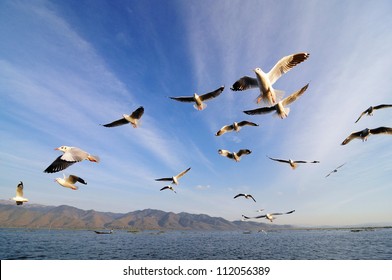 Flying Birds In Blue Sky