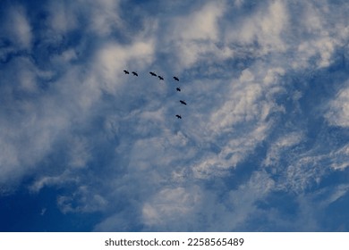  Flying birds in blue sky  - Shutterstock ID 2258565489
