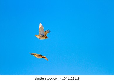 Flying Birds. Blue Sky Background. Partridges; Grey Partridge. Perdix Perdix.