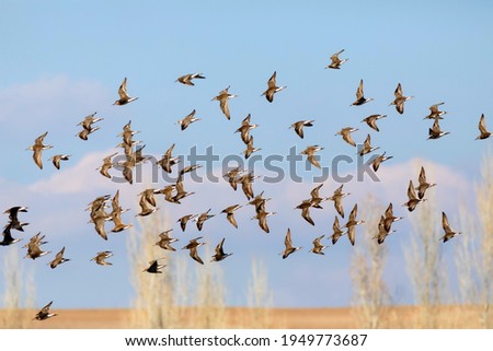 Similar – Image, Stock Photo bird migration