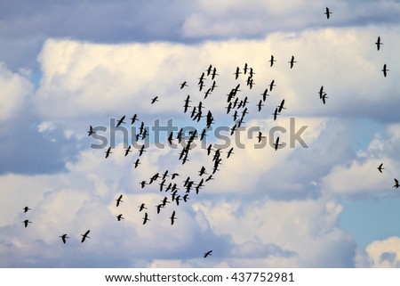 Similar – Image, Stock Photo bird migration