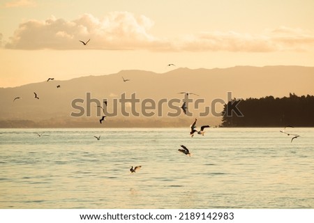 Flying birds blur motion over the sea, New Zealand
