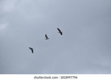 Flying Birds Cloudy Sky Stock Photo 1818997796 | Shutterstock