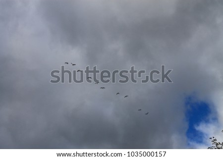 Flying birds in a cloudy sky - Canadian geese in a row overhead in the clouds.