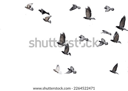 flying birds formation of pigeons many  isolated for backgound  spring