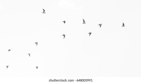 Flying Birds Formation With Visible Different Wing Positions