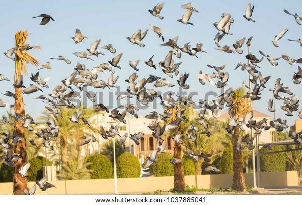 Flying Birds Garden Stock Photo Edit Now