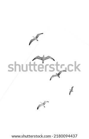 flying birds isolated on white background