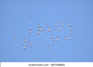 1,204 Flying Bird Outline Stock Photos, Images & Photography | Shutterstock