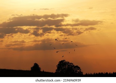 Flying birds of prey at sunset in the sky form a heart shape