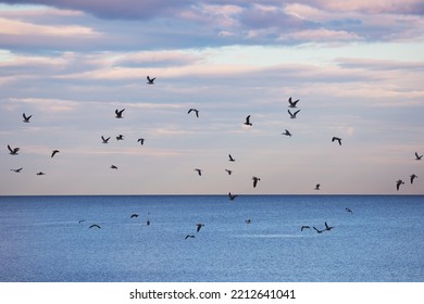 Flying Birds, Seagull Flock Soar Above Sea Waves And Searching For Fish