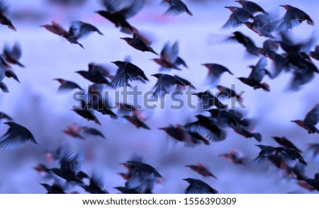 Similar – Image, Stock Photo flying Birds on the ice lake