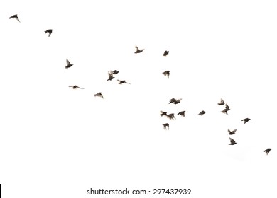 Flying birds starlings - Shutterstock ID 297437939
