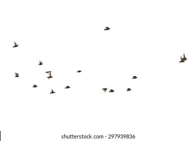 Flying birds starlings - Shutterstock ID 297939836