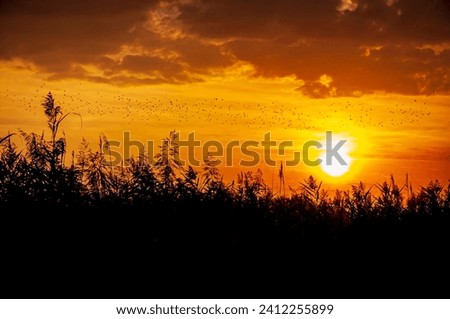 flying birds in sunset, landscape image