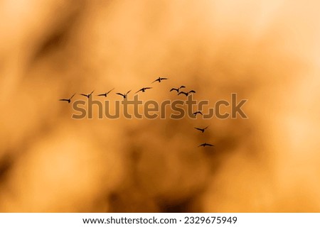 Flying birds. Sunset sky background. Birds: Great Cormorant. (Phalacrocorax carbo)