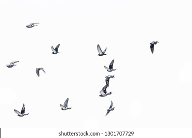 Flying Birds In The White Sky.