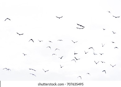 Flying birds.Motion of flying birds.  - Shutterstock ID 707635495