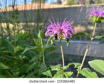 Flying Black Bee Pollinator On Bright Pink Bee Balm Plant.