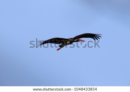 Similar – Image, Stock Photo wood stork and a little bird fly together in Costa Rica