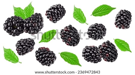 flying blackberries with leaves isolated on white background. clipping path