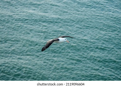 Flying Black-browed albatross, Bempton Cliffs, Yorkshire, England