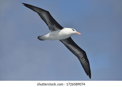 Flying Black-browed albatross, South Georgia Island