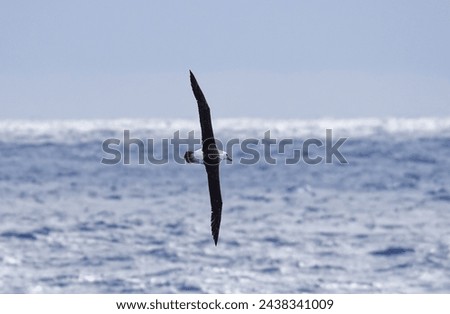 Flying black-browed albatross (Thalassarche melanophris) over the open sean of the Drake Passage