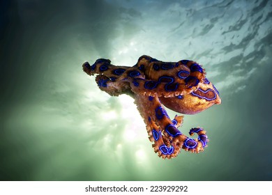 The Flying Blue Ringed Octopus.