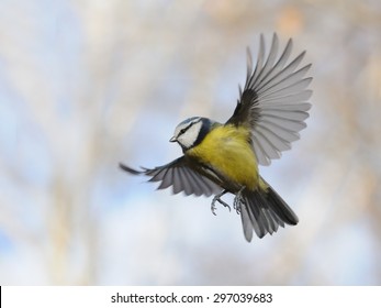 Songbird Flying Hd Stock Images Shutterstock