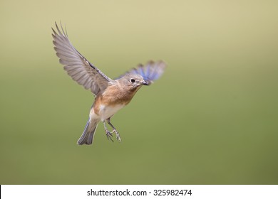 Flying Bluebird