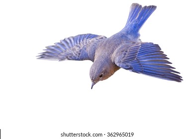 Flying Bluebird Isolated On White Background