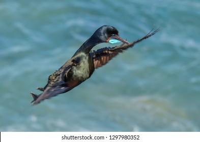 Flying Brandts Cormorant