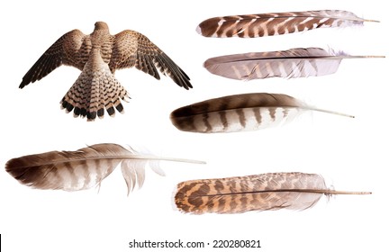 falcon feathers meaning