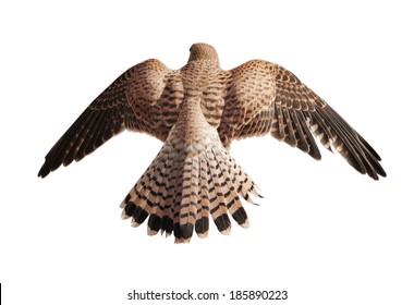 flying brown falcon isolated on white background