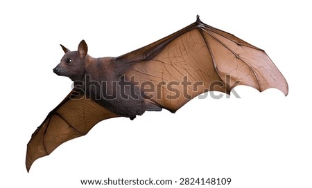 Flying brown fruit bat with large leathery wings extended