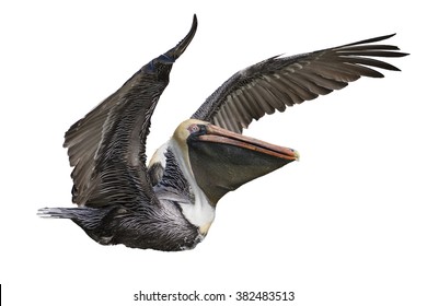 Flying Brown Pelican Isolated On White Background 