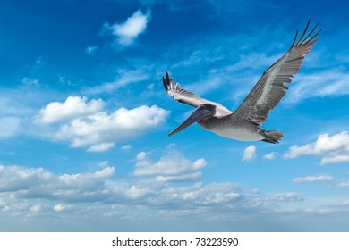 Flying Brown Pelican Isolated On White Background