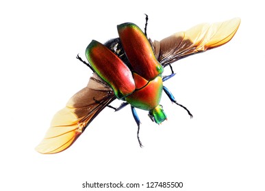 Flying Bug Beetle,  Torynorrhina Flammea Isolated On White Background