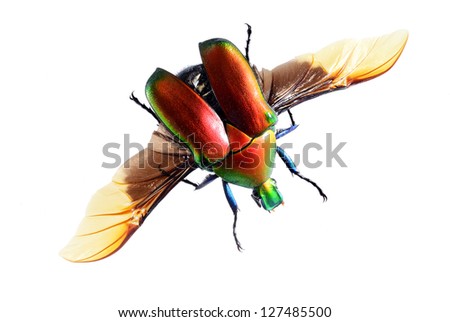 flying bug beetle,  Torynorrhina flammea isolated on white background