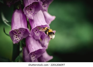 Flying Bumblebee Colorful Moody Background