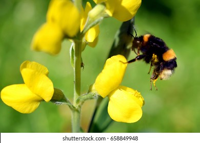 Flying Bumblebee landing to Lathyrus davidii yellow flower. 
