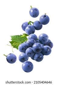 Flying bunch of grapes isolated on white background. Blue berries falling. Clipping path included