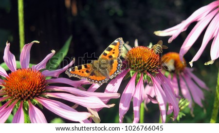 Flying butterfly next to flowers je?ówki,fioletowy,motyl,pszczo?a,nektar, Zdjęcia stock © 