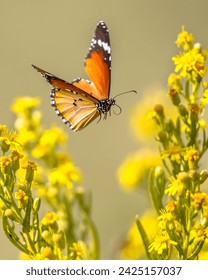 Flying Butterfly_Inbetween the yellow Flowers 